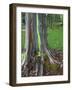 Eucalyptus Tree Bark, Kauai, Hawaii, USA-Dennis Flaherty-Framed Photographic Print