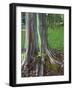 Eucalyptus Tree Bark, Kauai, Hawaii, USA-Dennis Flaherty-Framed Photographic Print