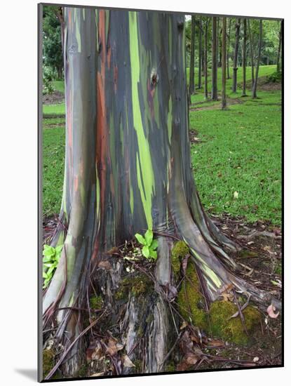 Eucalyptus Tree Bark, Kauai, Hawaii, USA-Dennis Flaherty-Mounted Photographic Print
