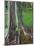 Eucalyptus Tree Bark, Kauai, Hawaii, USA-Dennis Flaherty-Mounted Photographic Print