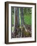 Eucalyptus Tree Bark, Kauai, Hawaii, USA-Dennis Flaherty-Framed Photographic Print