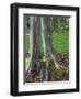 Eucalyptus Tree Bark, Kauai, Hawaii, USA-Dennis Flaherty-Framed Photographic Print