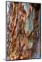 Eucalyptus Tree Bark Texture, Colourful Natural Abstract Pattern-stanciuc-Mounted Photographic Print