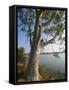 Eucalyptus Tree, Deogarh, Rajasthan State, India-Harding Robert-Framed Stretched Canvas