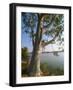 Eucalyptus Tree, Deogarh, Rajasthan State, India-Harding Robert-Framed Photographic Print