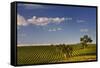 Eucalyptus Trees amongst Grapevines in the Barossa Valley-Jon Hicks-Framed Stretched Canvas