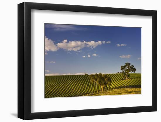 Eucalyptus Trees amongst Grapevines in the Barossa Valley-Jon Hicks-Framed Photographic Print