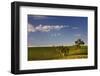 Eucalyptus Trees amongst Grapevines in the Barossa Valley-Jon Hicks-Framed Photographic Print