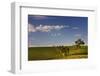 Eucalyptus Trees amongst Grapevines in the Barossa Valley-Jon Hicks-Framed Photographic Print