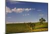 Eucalyptus Trees amongst Grapevines in the Barossa Valley-Jon Hicks-Mounted Photographic Print