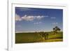 Eucalyptus Trees amongst Grapevines in the Barossa Valley-Jon Hicks-Framed Photographic Print