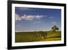 Eucalyptus Trees amongst Grapevines in the Barossa Valley-Jon Hicks-Framed Photographic Print