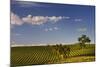 Eucalyptus Trees amongst Grapevines in the Barossa Valley-Jon Hicks-Mounted Photographic Print