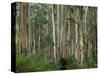 Eucalyptus Trees, Great Ocean Road, Victoria, Australia-Thorsten Milse-Stretched Canvas
