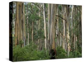 Eucalyptus Trees, Great Ocean Road, Victoria, Australia-Thorsten Milse-Stretched Canvas