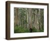 Eucalyptus Trees, Great Ocean Road, Victoria, Australia-Thorsten Milse-Framed Photographic Print