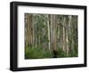 Eucalyptus Trees, Great Ocean Road, Victoria, Australia-Thorsten Milse-Framed Photographic Print