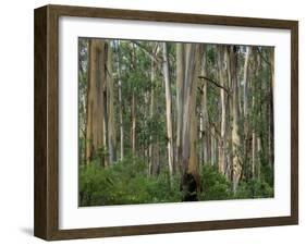 Eucalyptus Trees, Great Ocean Road, Victoria, Australia-Thorsten Milse-Framed Photographic Print