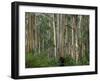 Eucalyptus Trees, Great Ocean Road, Victoria, Australia-Thorsten Milse-Framed Photographic Print