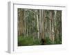 Eucalyptus Trees, Great Ocean Road, Victoria, Australia-Thorsten Milse-Framed Photographic Print