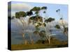 Eucalyptus Trees in Evening Light, Wilson's Promontory National Park, Victoria, Australia-Steve & Ann Toon-Stretched Canvas