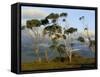 Eucalyptus Trees in Evening Light, Wilson's Promontory National Park, Victoria, Australia-Steve & Ann Toon-Framed Stretched Canvas