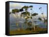 Eucalyptus Trees in Evening Light, Wilson's Promontory National Park, Victoria, Australia-Steve & Ann Toon-Framed Stretched Canvas