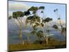 Eucalyptus Trees in Evening Light, Wilson's Promontory National Park, Victoria, Australia-Steve & Ann Toon-Mounted Photographic Print