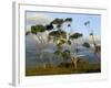 Eucalyptus Trees in Evening Light, Wilson's Promontory National Park, Victoria, Australia-Steve & Ann Toon-Framed Photographic Print