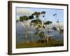 Eucalyptus Trees in Evening Light, Wilson's Promontory National Park, Victoria, Australia-Steve & Ann Toon-Framed Photographic Print