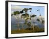 Eucalyptus Trees in Evening Light, Wilson's Promontory National Park, Victoria, Australia-Steve & Ann Toon-Framed Photographic Print