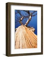 Eucalyptus trees killed by the drought 1996-2011, Lake Eucumbene, New South Wales, Australia-Ashley Cooper-Framed Photographic Print