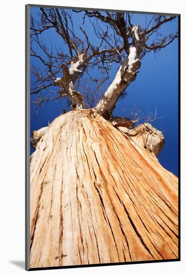 Eucalyptus trees killed by the drought 1996-2011, Lake Eucumbene, New South Wales, Australia-Ashley Cooper-Mounted Photographic Print