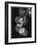 Eucalyptus Xray 1-Albert Koetsier-Framed Art Print