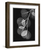 Eucalyptus Xray 1-Albert Koetsier-Framed Premium Giclee Print