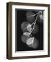 Eucalyptus Xray 1-Albert Koetsier-Framed Premium Giclee Print