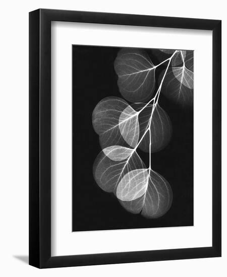 Eucalyptus Xray 1-Albert Koetsier-Framed Premium Giclee Print