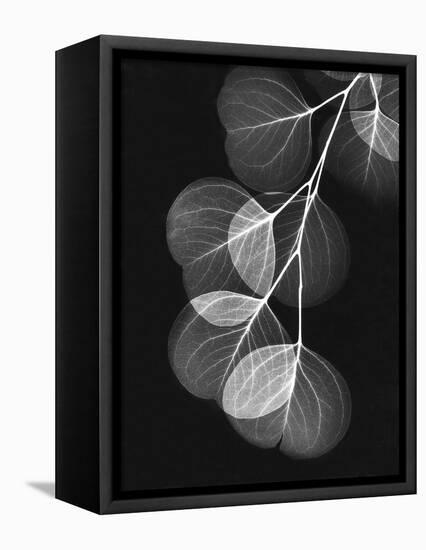 Eucalyptus Xray 1-Albert Koetsier-Framed Stretched Canvas