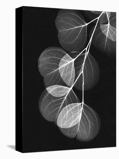 Eucalyptus Xray 1-Albert Koetsier-Stretched Canvas