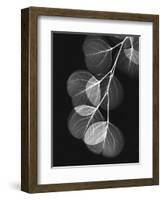 Eucalyptus Xray 1-Albert Koetsier-Framed Art Print