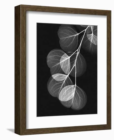 Eucalyptus Xray 1-Albert Koetsier-Framed Art Print