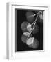 Eucalyptus Xray 1-Albert Koetsier-Framed Art Print