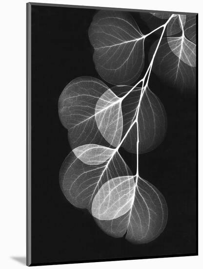 Eucalyptus Xray 1-Albert Koetsier-Mounted Art Print