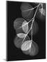 Eucalyptus Xray 1-Albert Koetsier-Mounted Art Print