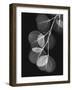 Eucalyptus Xray 1-Albert Koetsier-Framed Art Print