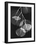 Eucalyptus Xray 2-Albert Koetsier-Framed Art Print