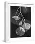 Eucalyptus Xray 2-Albert Koetsier-Framed Art Print