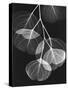 Eucalyptus Xray 2-Albert Koetsier-Stretched Canvas