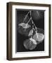 Eucalyptus Xray 2-Albert Koetsier-Framed Art Print