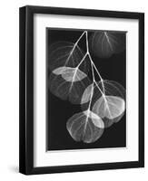 Eucalyptus Xray 2-Albert Koetsier-Framed Art Print